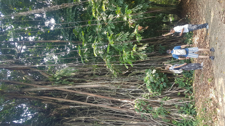 The Beautiful Garden, Rice Terrace and Waterfall In Bogor