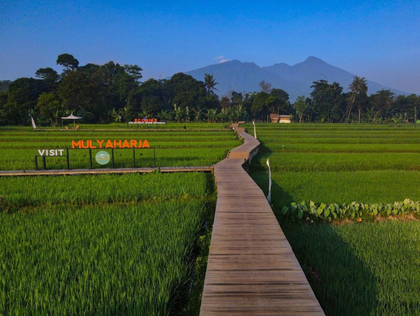 The Beautiful Garden, Rice Terrace and Waterfall In Bogor